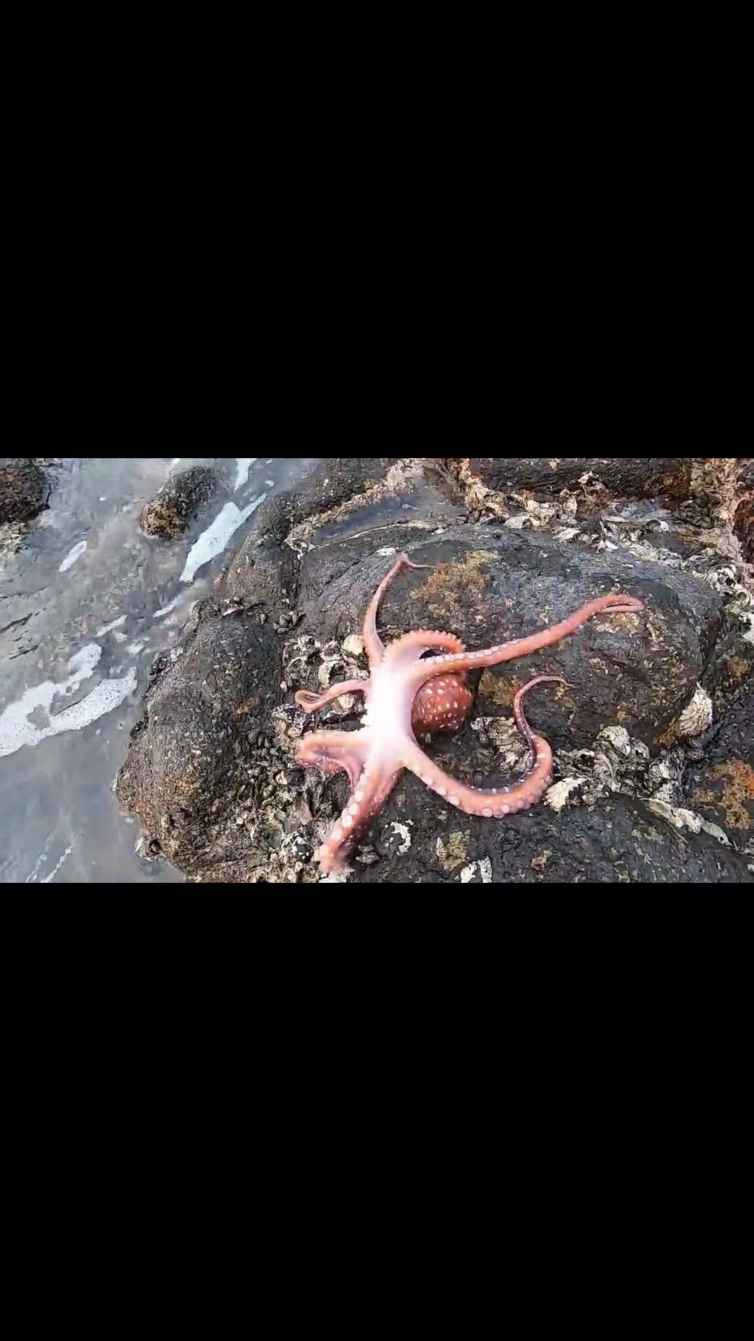 海南气温升高海边货真多,阿文遇上“海盗章鱼”,浑身通红好奇特