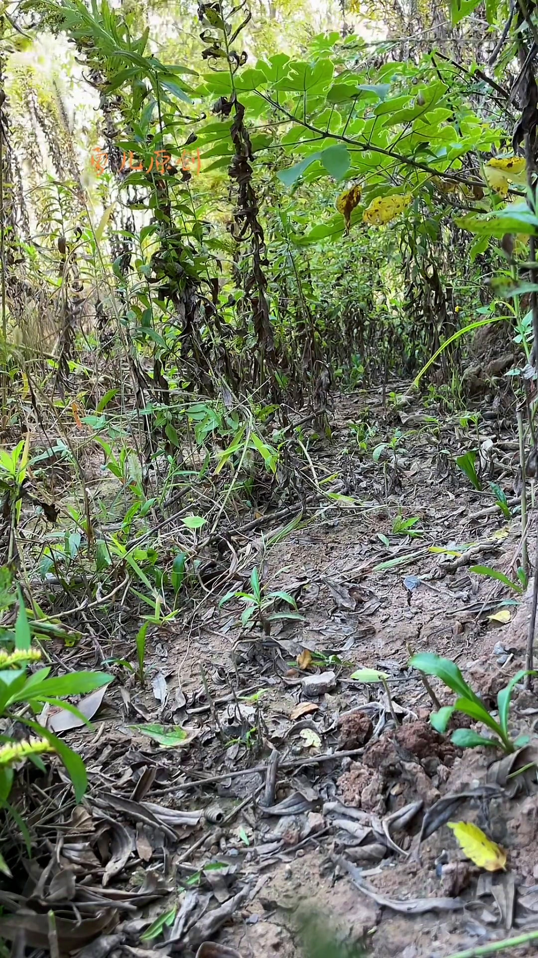 音媒鸟语聆听大自然竹鸡叫 文明摄影观赏野生保护动物 公嗑 公