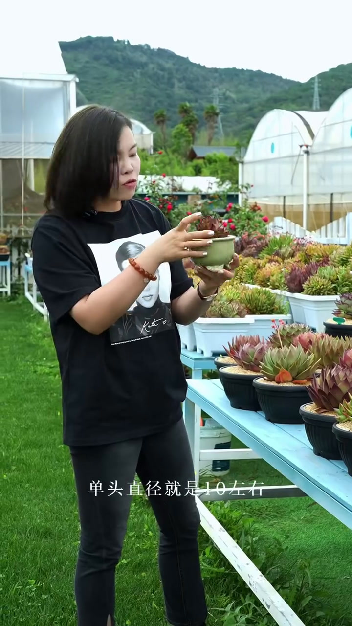 多肉植物控养要注意的几个点 东云系多肉植物控养通风阳光很重要