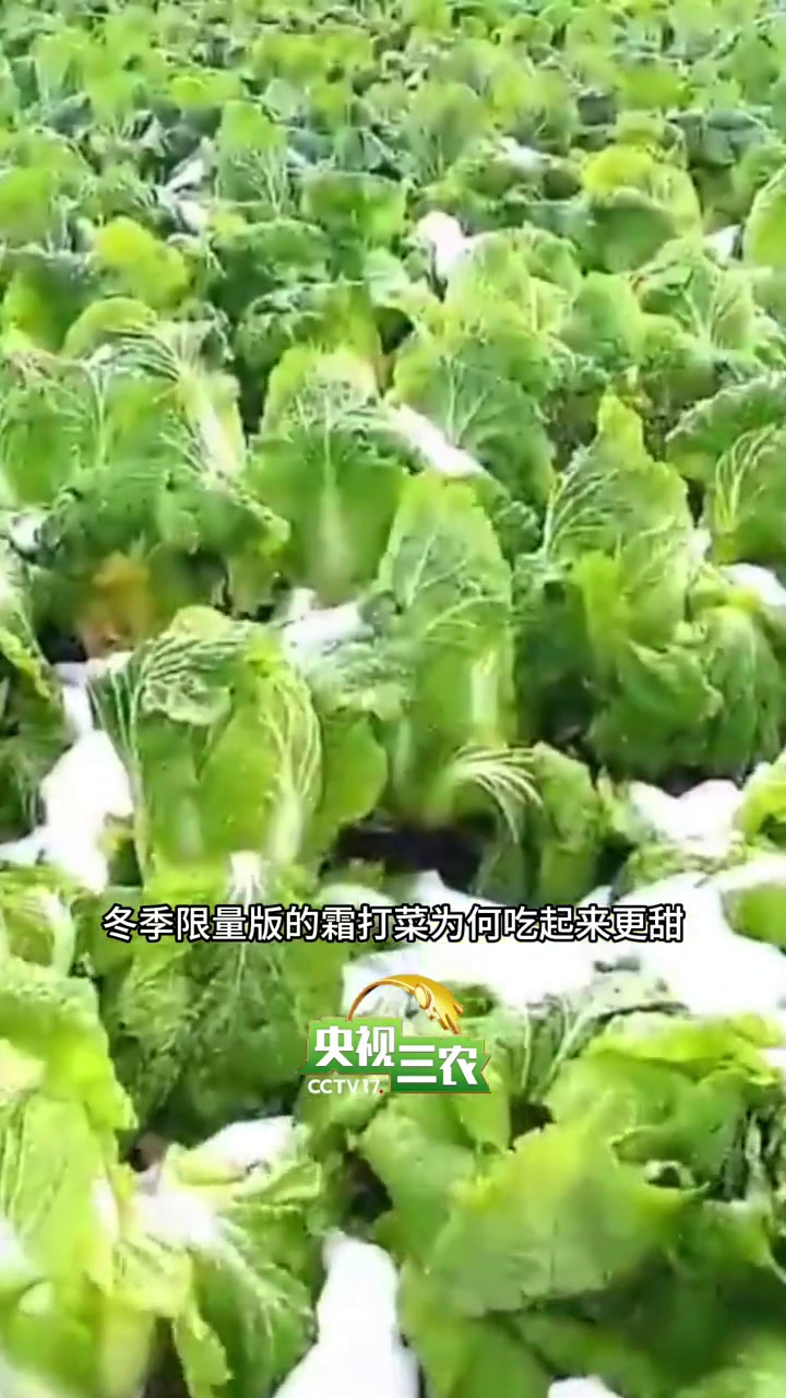 为什么霜打菜吃起来更甜,所有蔬菜都是如此吗?