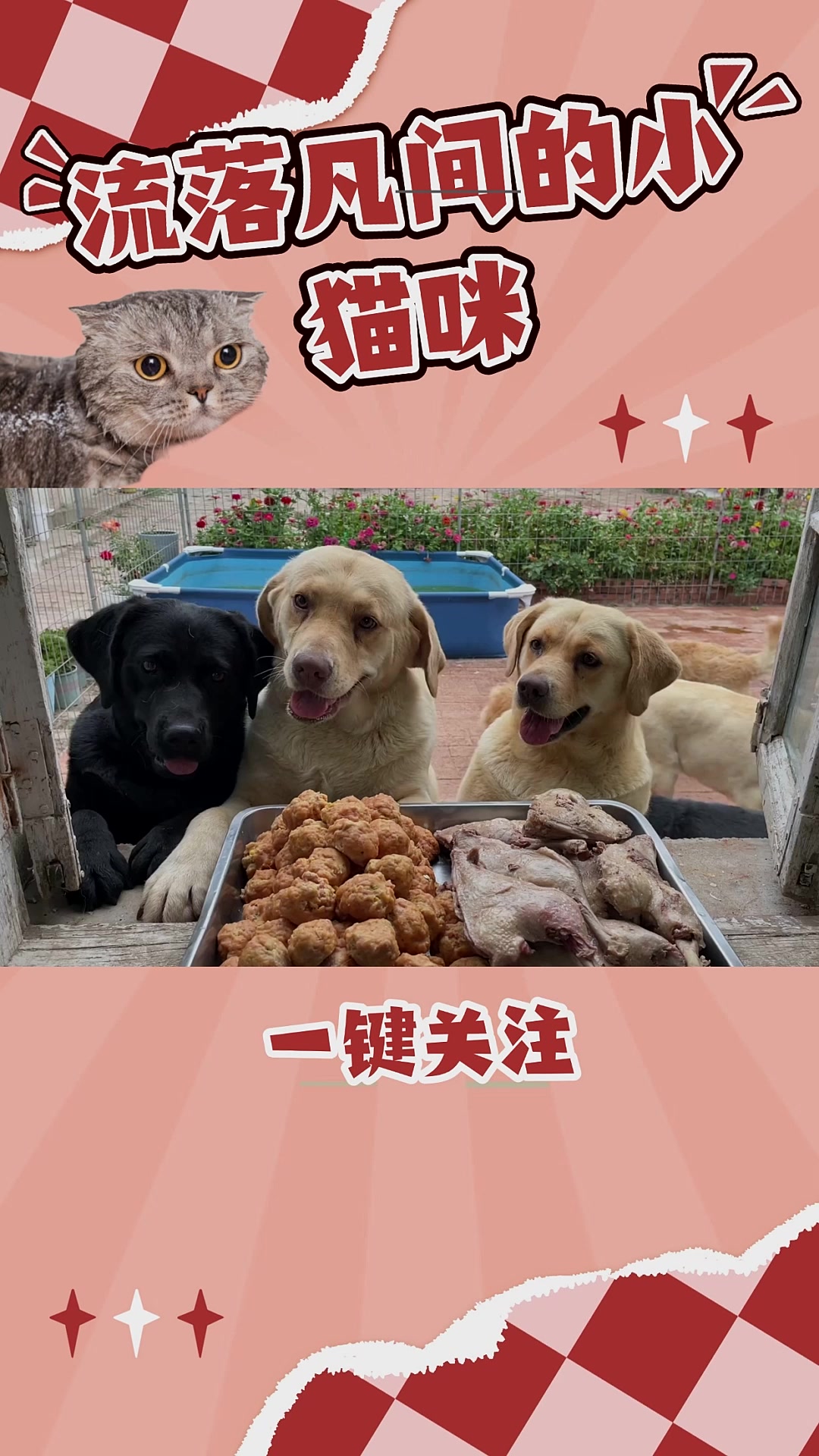 今天给狗狗做的丸子,还有鸭腿哦,一起吃的饱饱哒!