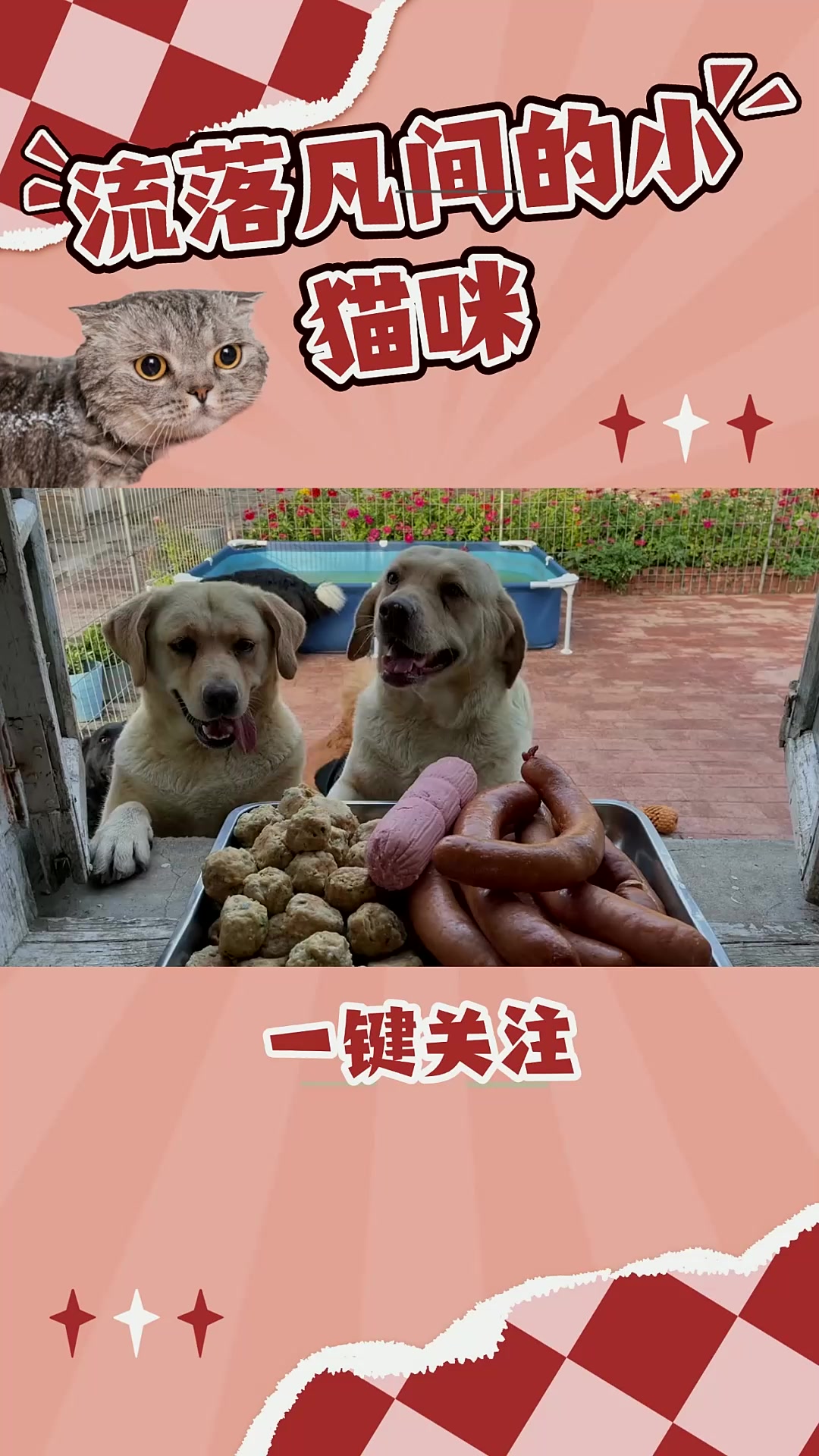 今天给狗狗做的丸子,还有香肠哦,一起吃的饱饱哒!