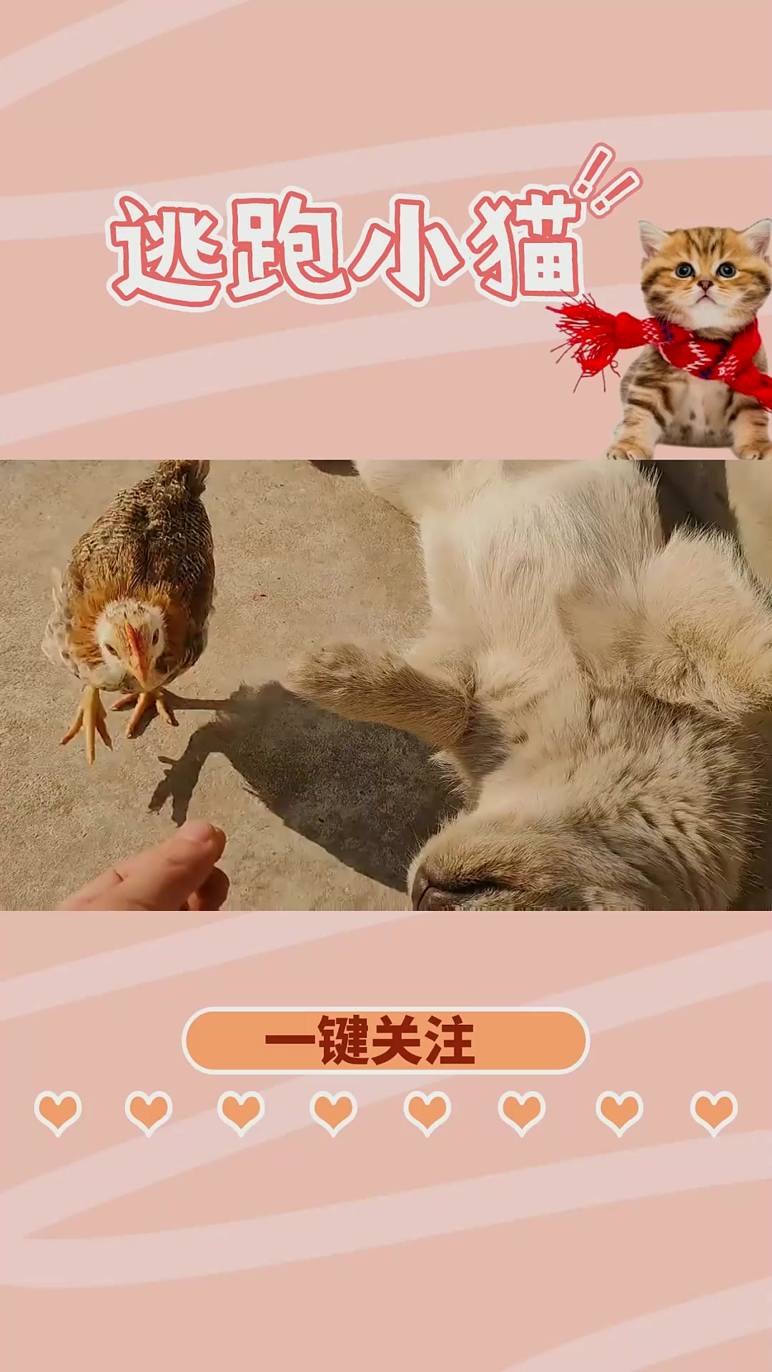 网传霸王龙是鸡的祖先,给小鸡戴上尾巴,奔跑起来太像霸王龙了