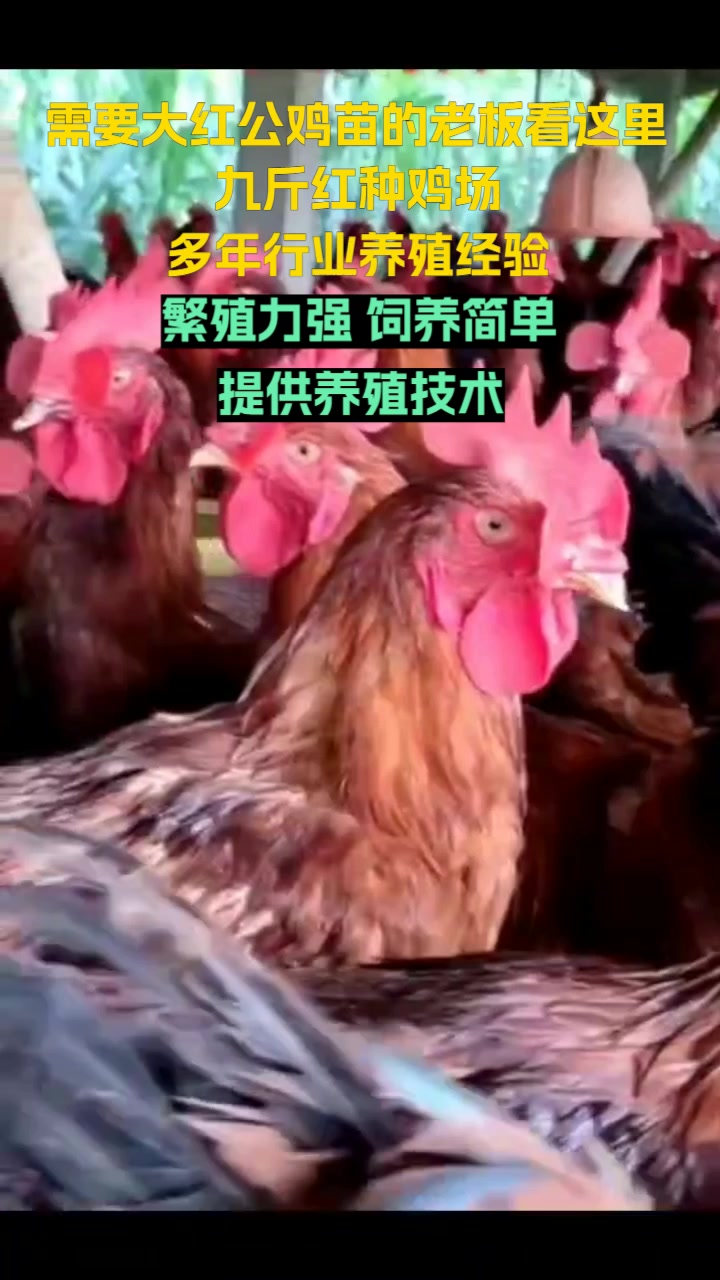 贵州九斤红鸡苗养殖场