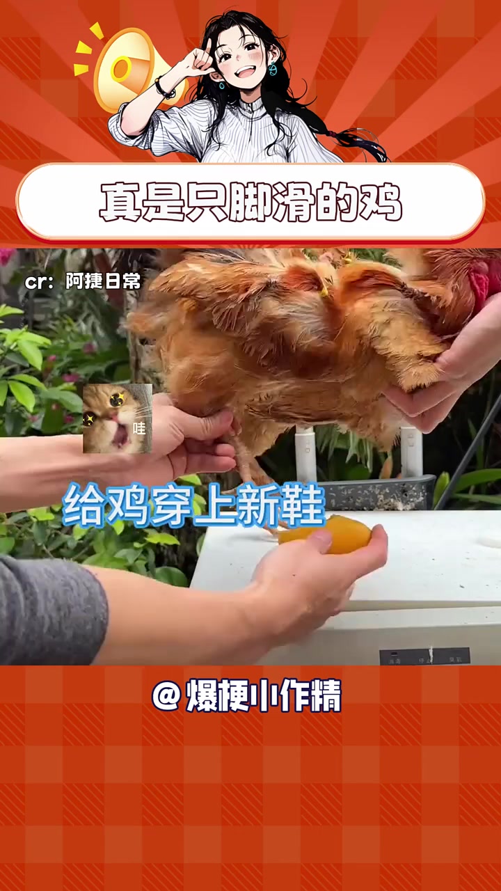 真是只脚滑的鸡 搞笑视频  年年有娱