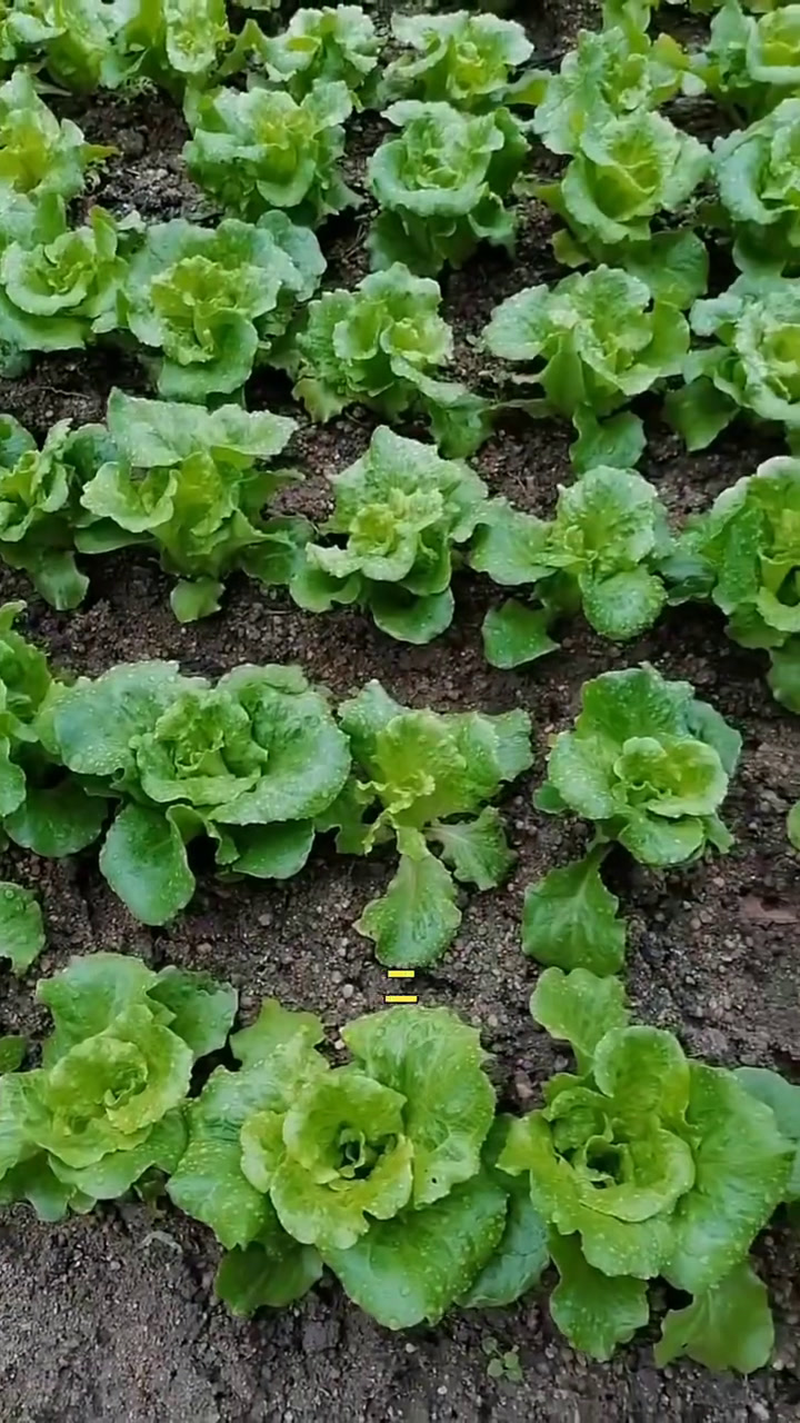 有哪些蔬菜不需要阳光