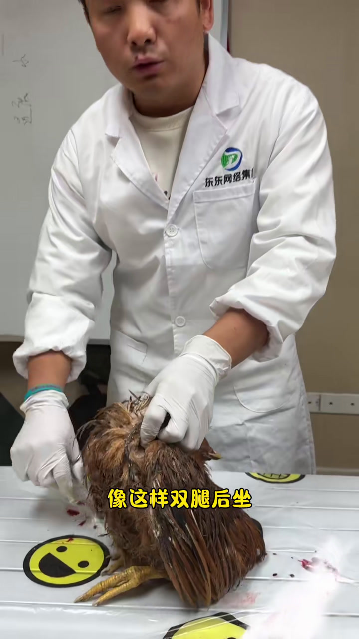 遇到瘫鸡该怎么诊断?一套全面的解剖教程,送给爱学习的养鸡老铁