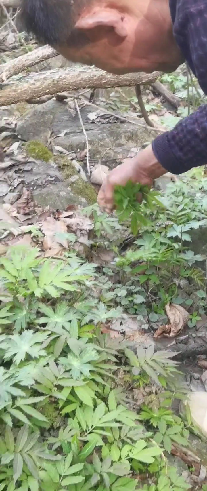 山居日子,采野菜。石芥菜,生长于海拔一千二百米以上原始森林里