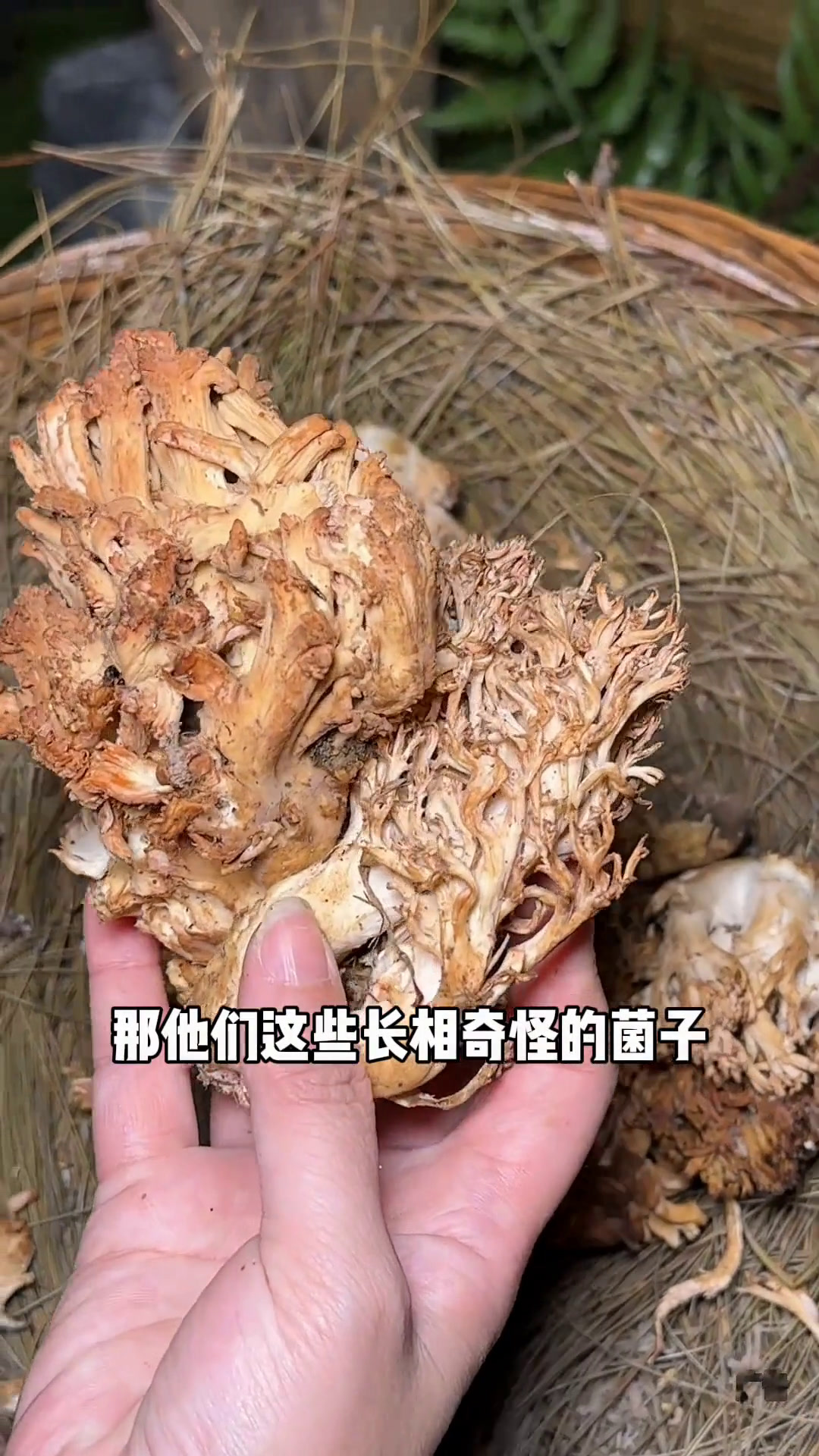 天冷与菌汤更配哦在成都也能吃到正宗的云南菌汤锅!食材都是从云南空运来的红伞伞白杆杆蘑菇季野