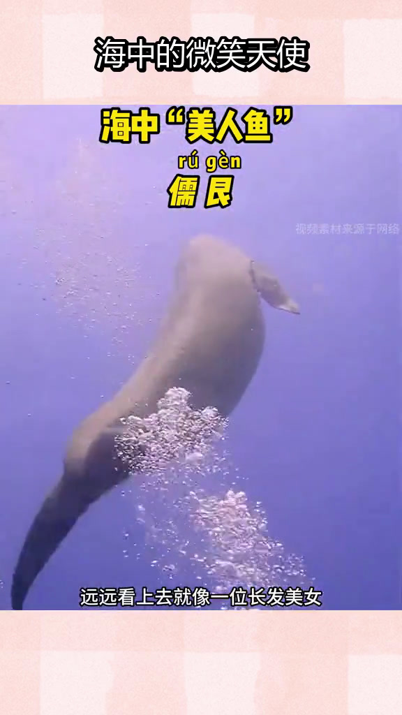 儒艮为何被称为“美人鱼”?