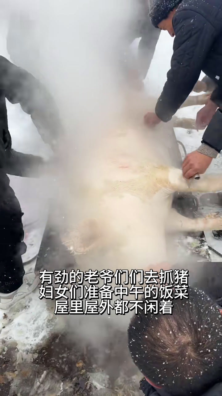东北杀年猪,吃杀猪菜!