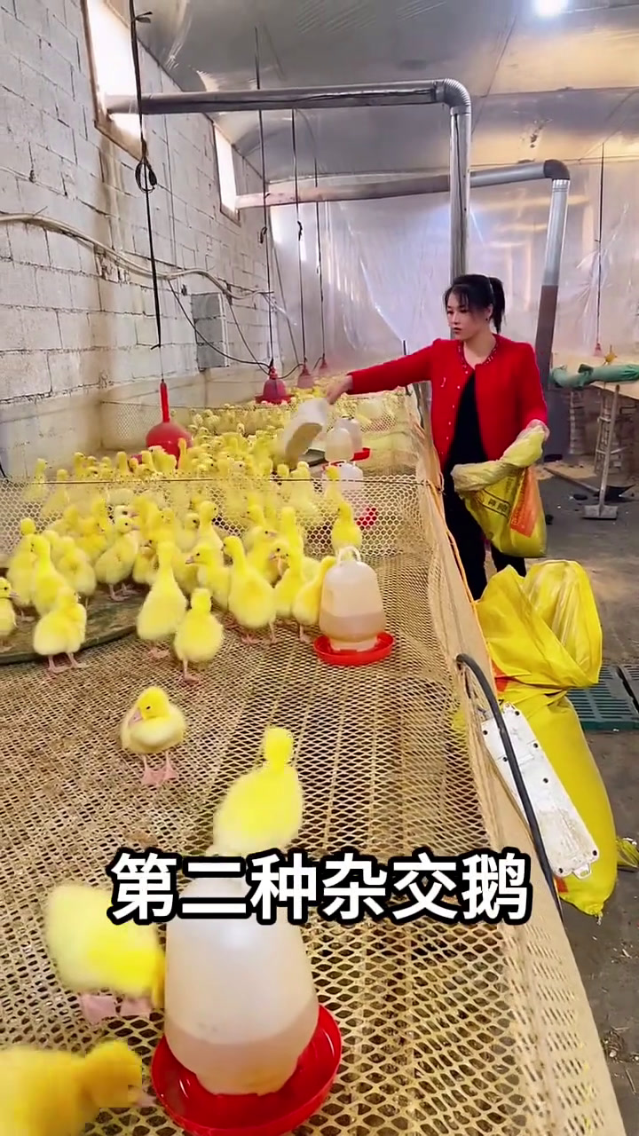 最好养的五种鹅,你知道是啥品种
