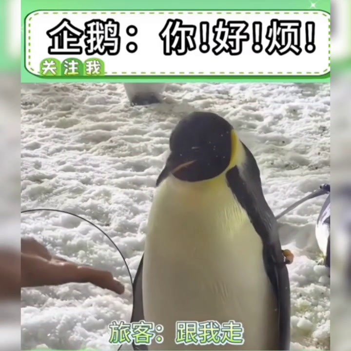 可爱滴小企鹅