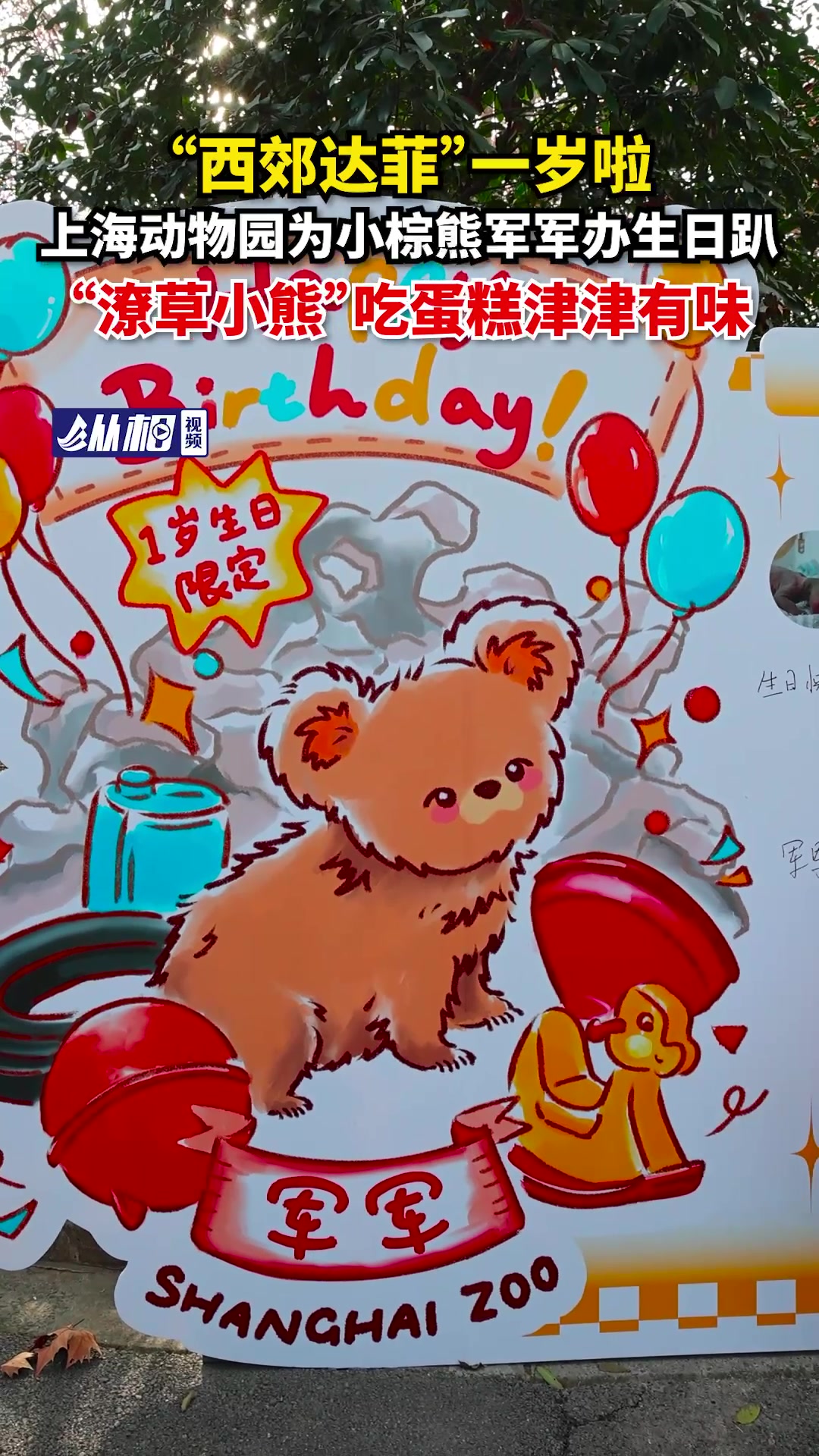“西郊达菲”一岁啦,上海动物园为小棕熊军军办生日趴,“潦草小熊”吃蛋糕津津有味
