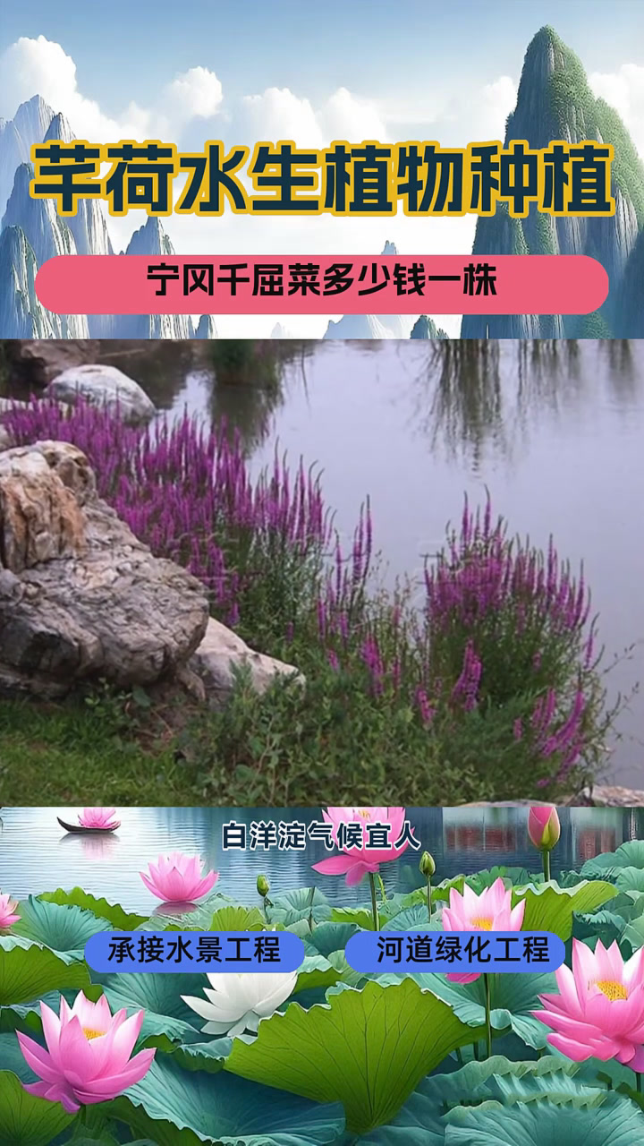 千屈菜种植基地