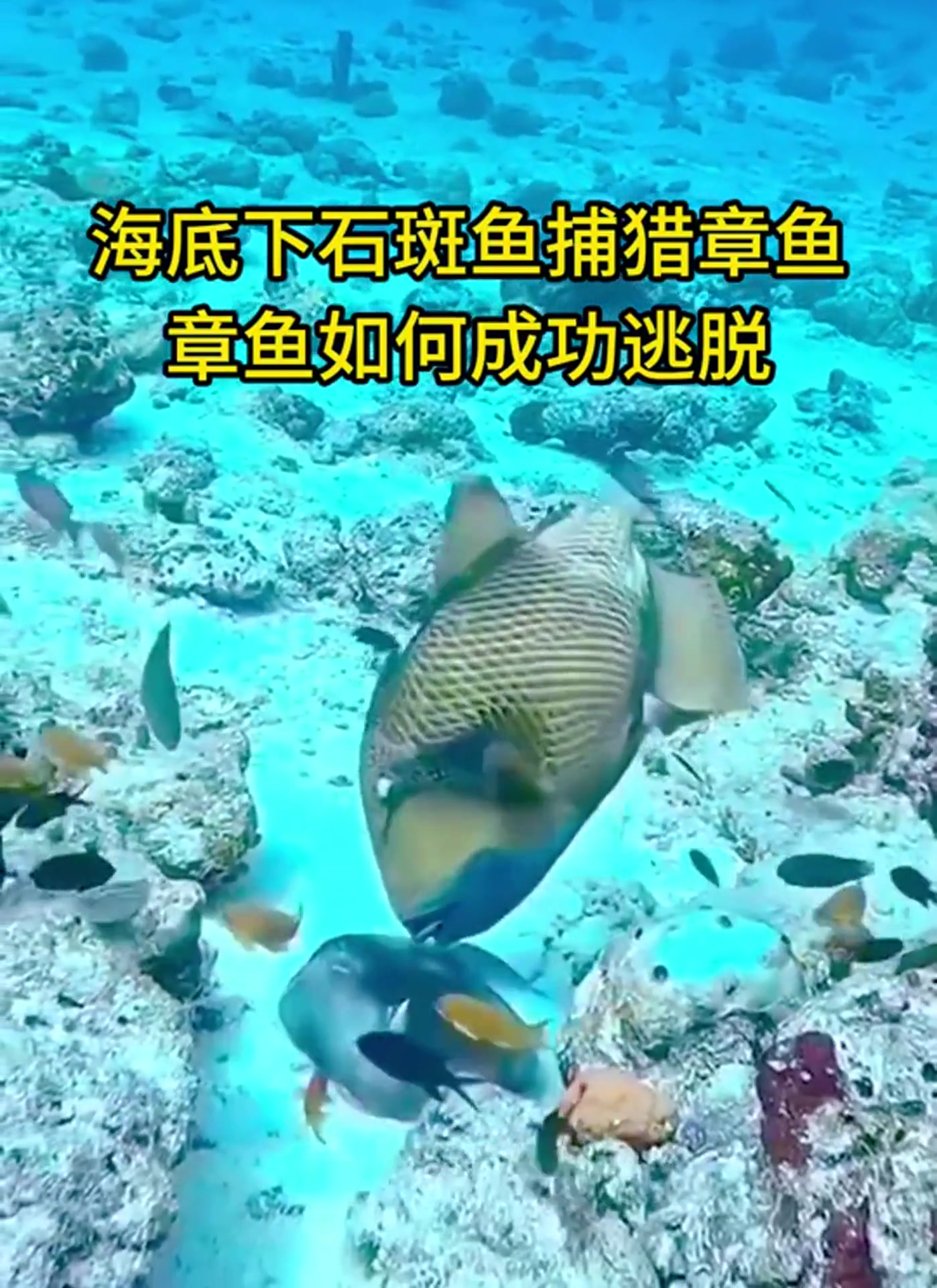 海底下石斑鱼猎杀章鱼,看章鱼如何机智的成功逃脱?