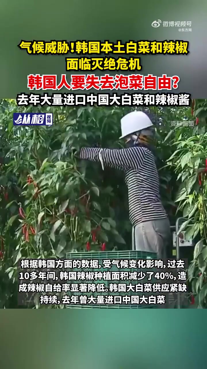「气候威胁!韩国本土白菜辣椒面临灭绝危机,韩国人要失去泡菜自由?去年大量进口中国大白菜和辣