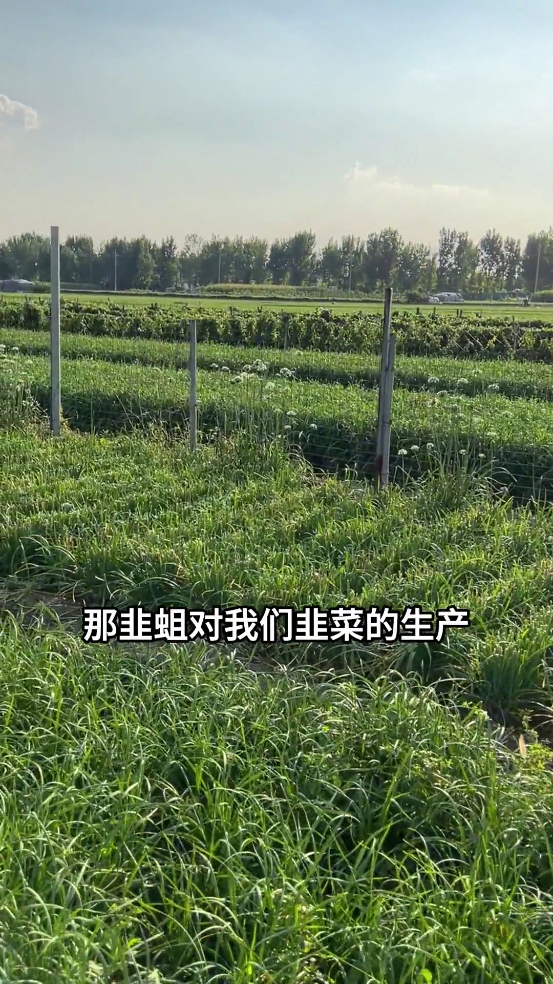 要想防治韭蛆,防治成虫更重要!