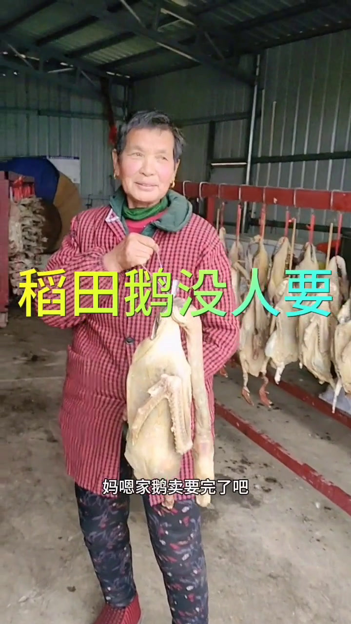 稻田散放鹅没人要