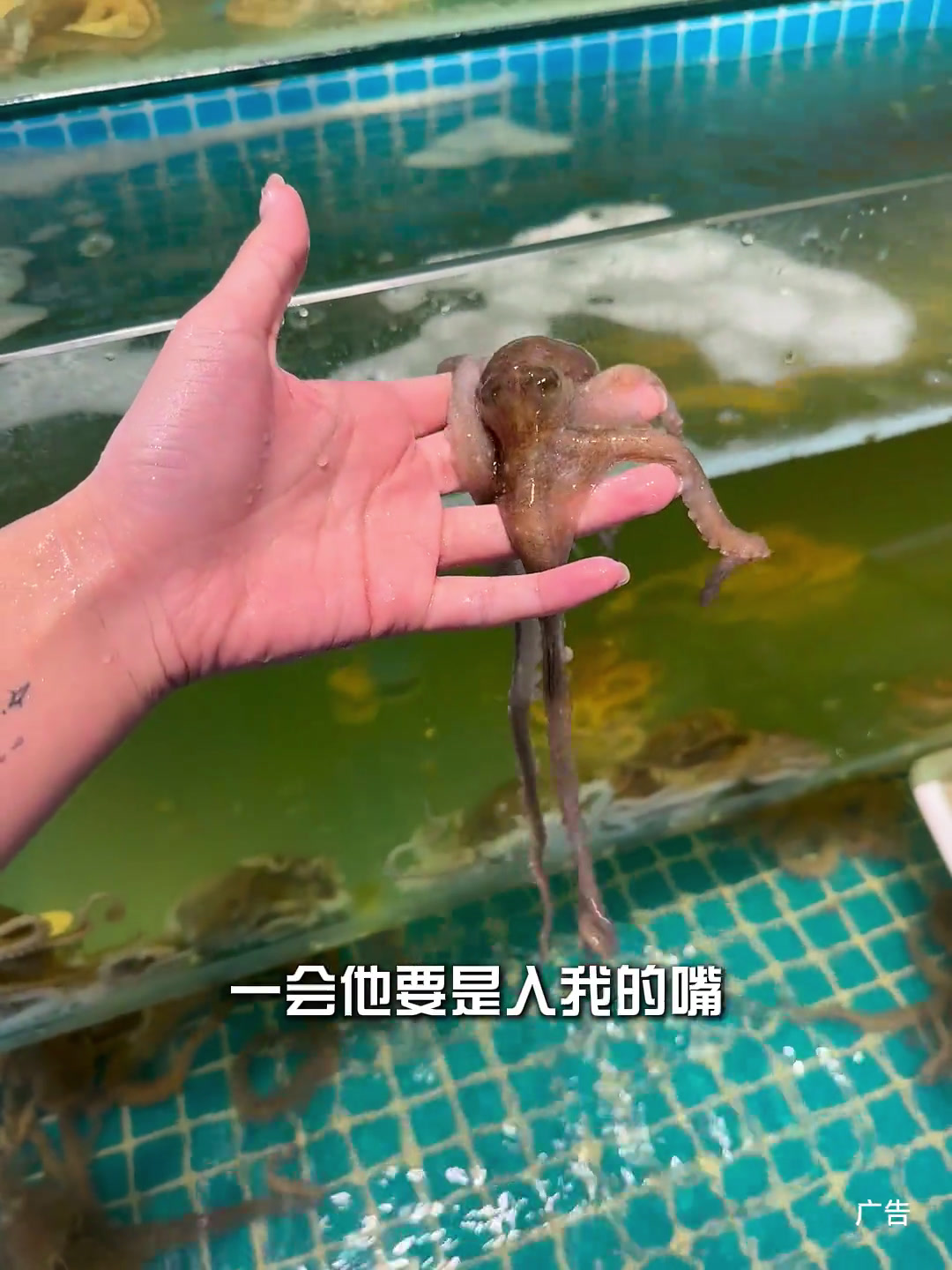 哇,佳木斯也能吃到鲜章鱼火锅啦佳木斯佳木斯美食