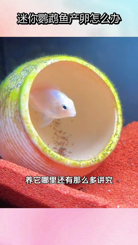 迷你鹦鹉鱼产卵后如何处理?新手常见误区