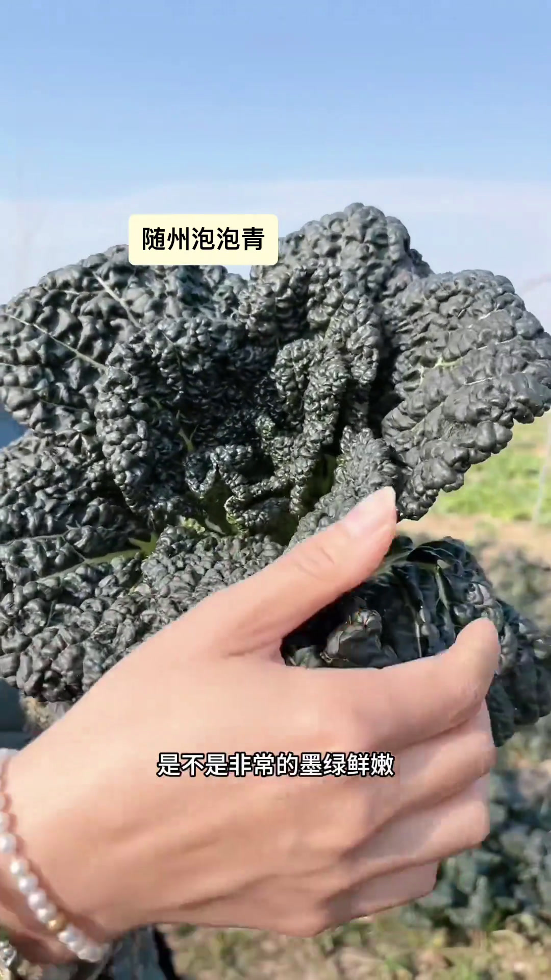 随州泡泡青是随州的美食四宝之一