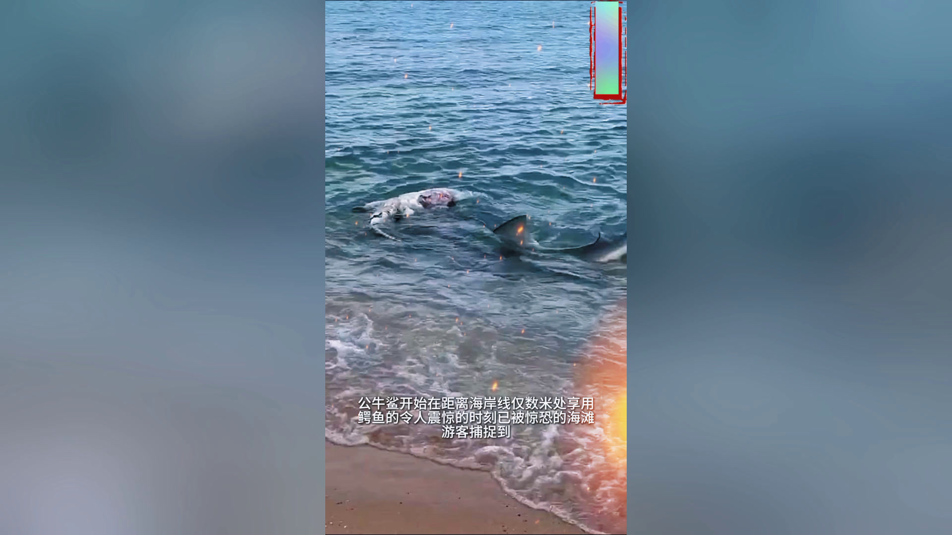 震惊:鲨鱼对距海滩游客数米的鳄鱼大快朵颐