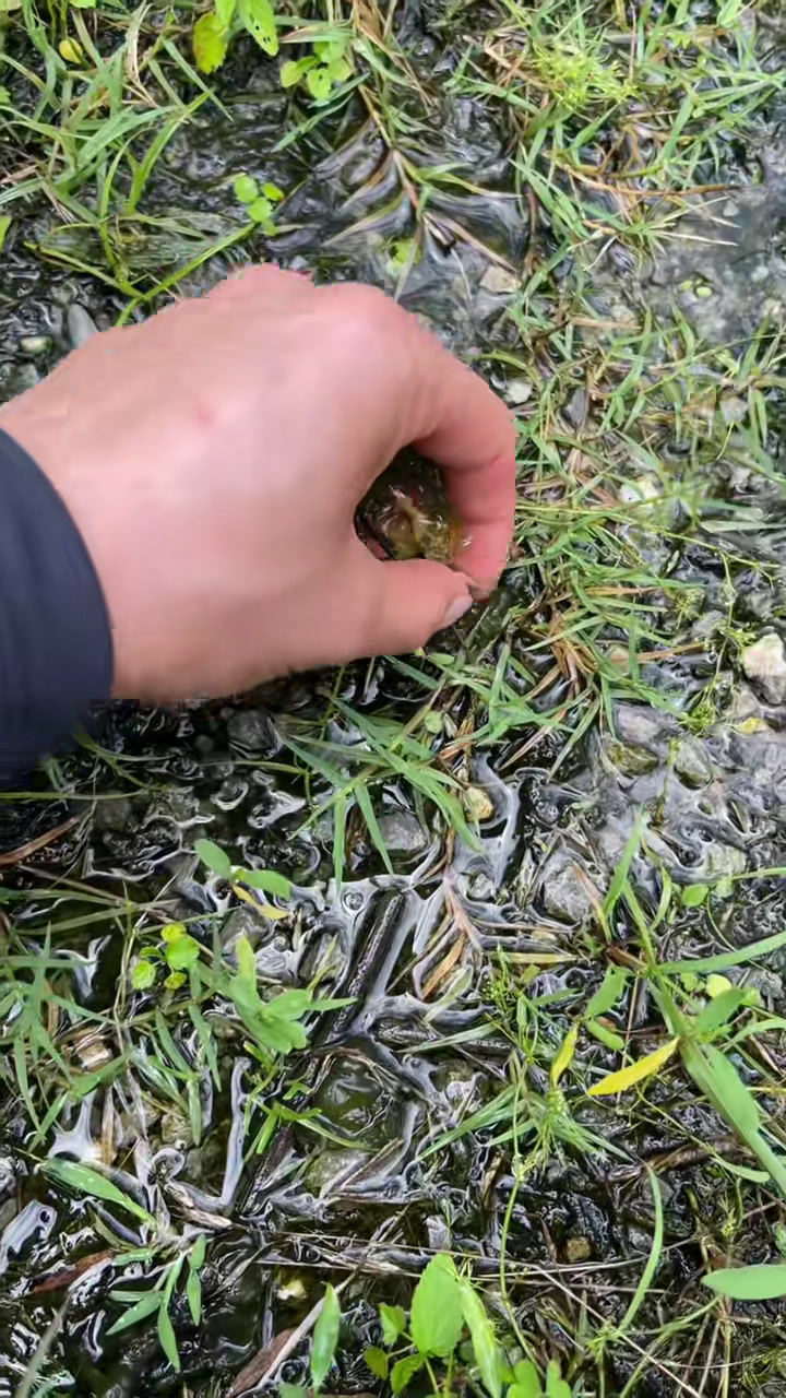 捡死鱼去了