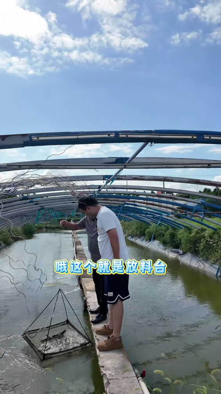 大龙虾!一年四季可以吃!到如东去探秘“澳洲蓝龙虾”养殖基地~