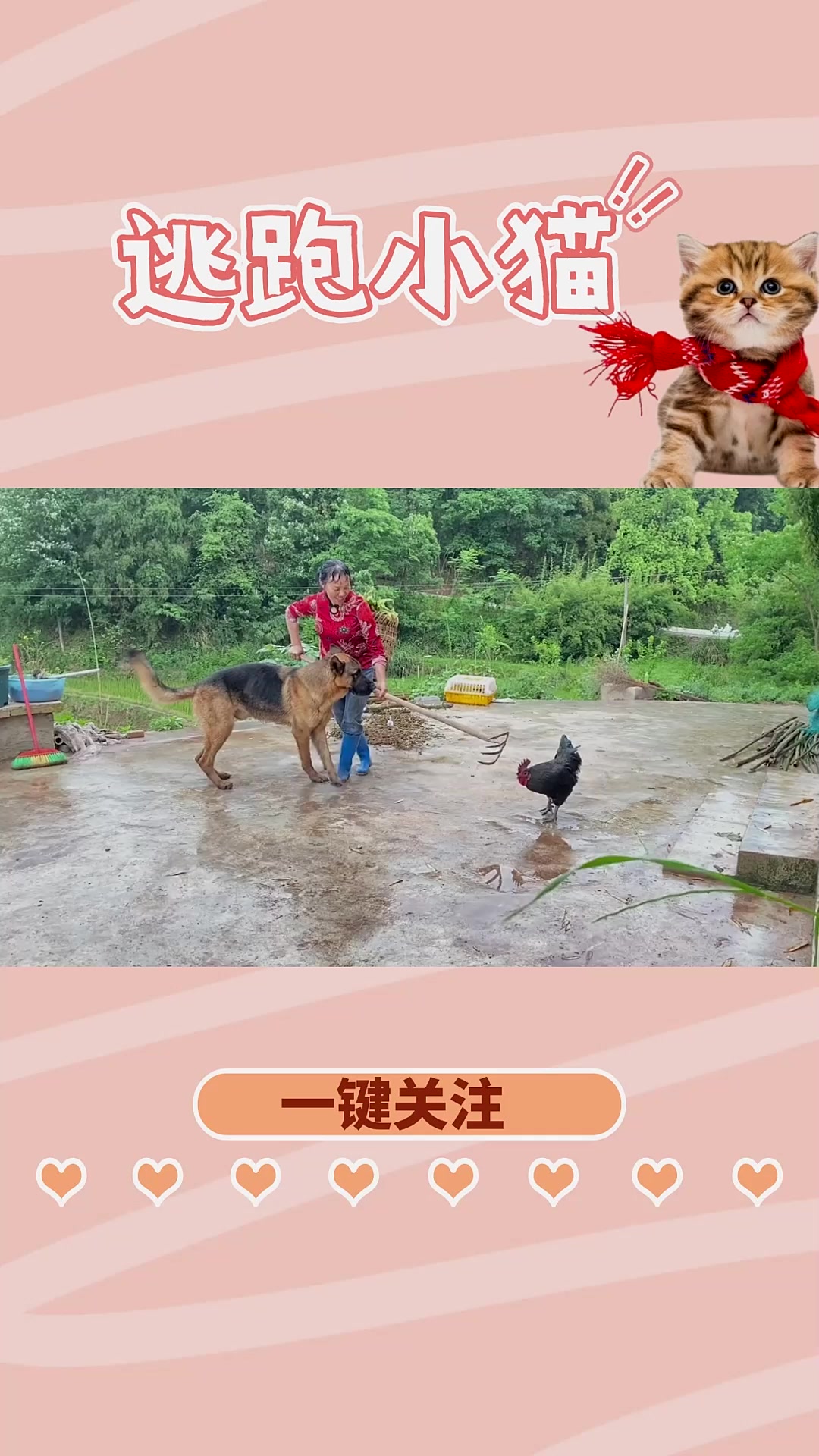 大公鸡要啄人,主人叫贝儿赶鸡,差点被它一口咬废喽