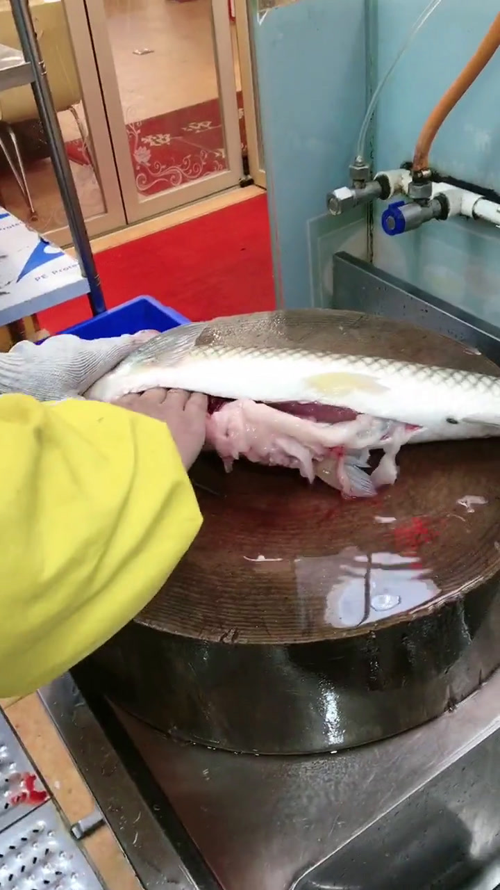 海鲩鱼生放血教程,作品仅供学习参考,如有做的不好,请多多理解与支持,谢谢!感谢我要杀鱼技术