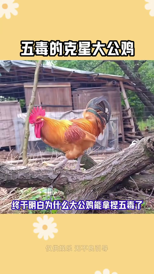 #五毒的克星大公鸡 #搞笑