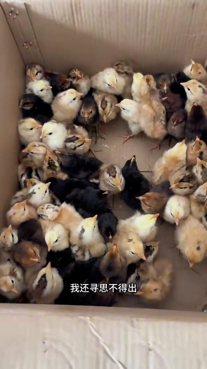 给鸡仔做手术 今天去孵化场取鸡仔有一只鸡爪子勾勾的畸形小鸡
