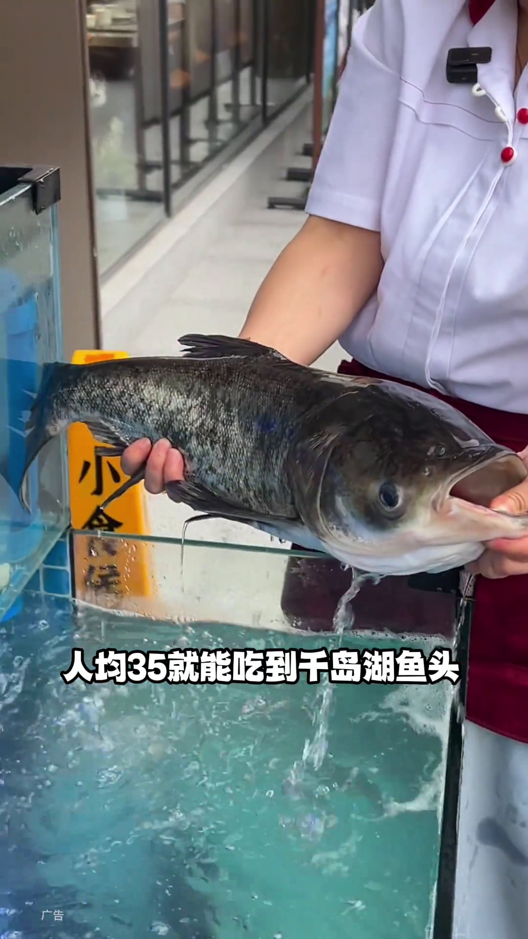 这个鱼头也太便宜了正宗湘菜店好吃不贵湘菜上海美食下饭菜