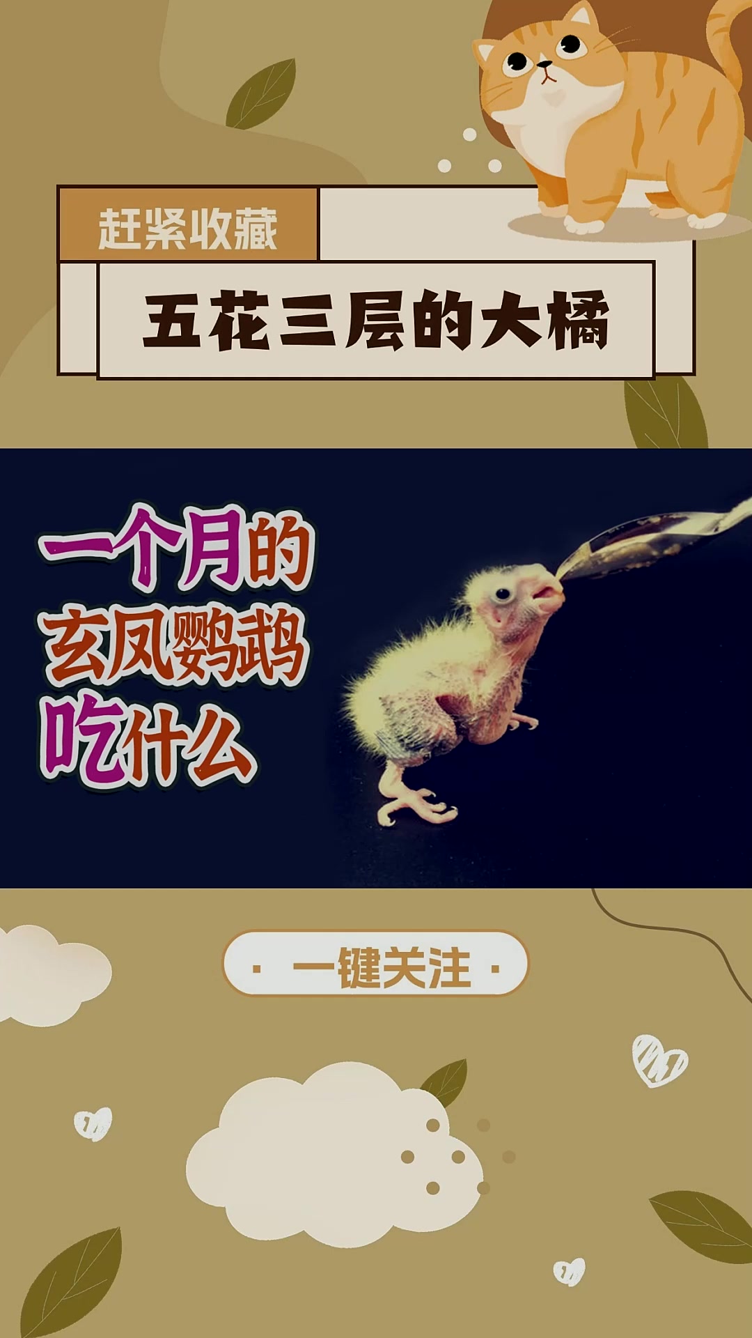一个月的玄凤鹦鹉吃什么?