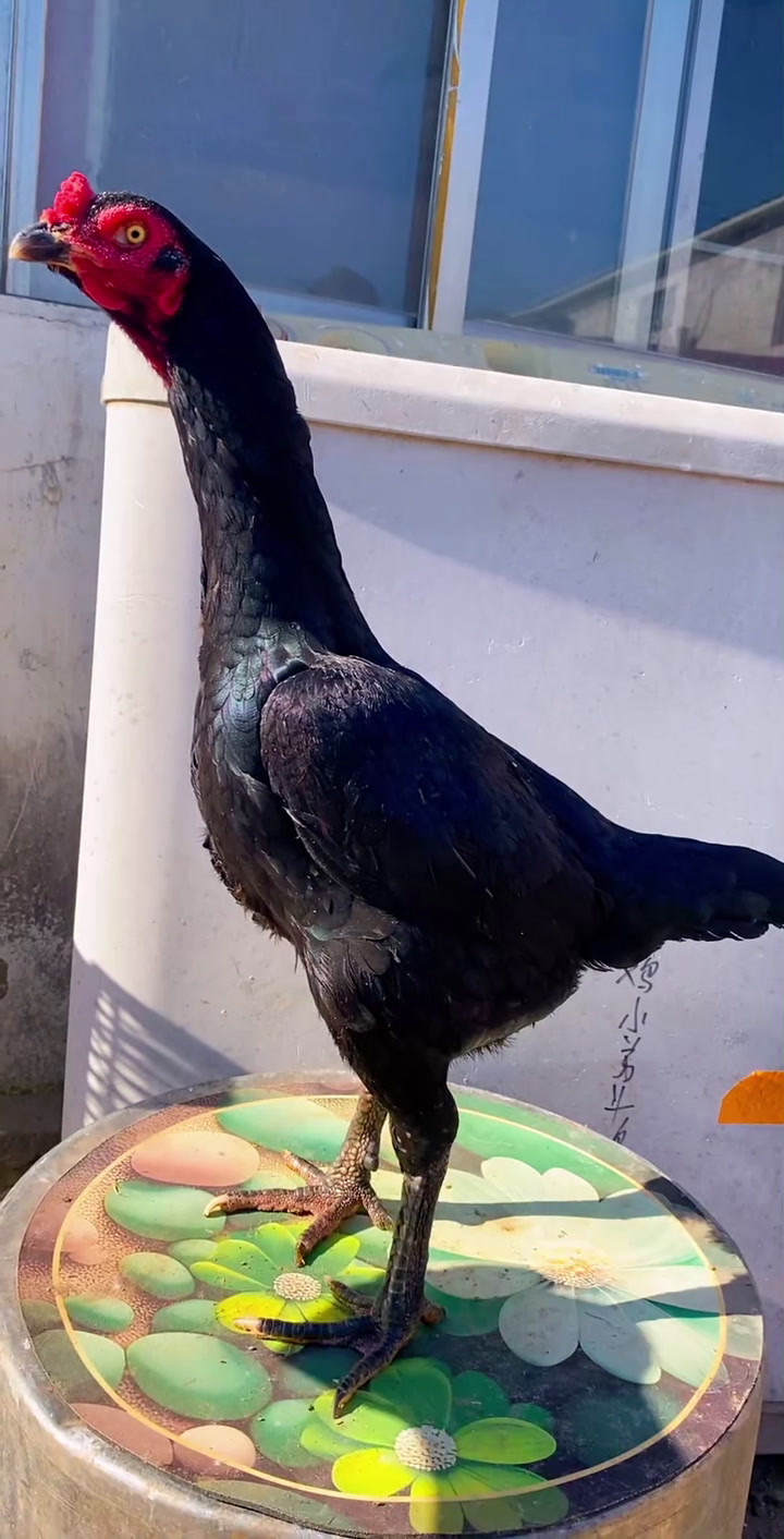 越南大骨架七斤多重的母斗鸡带拐