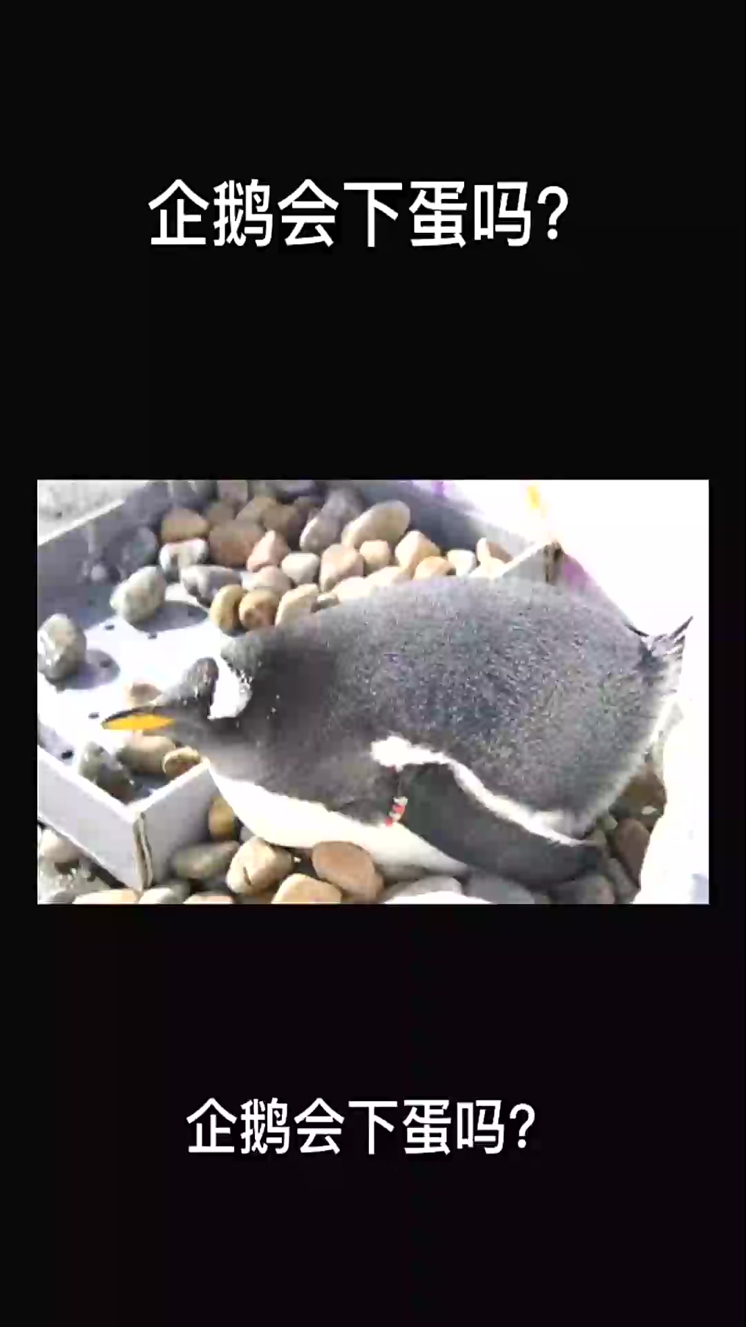 企鹅会下蛋吗?企鹅动物动物世界