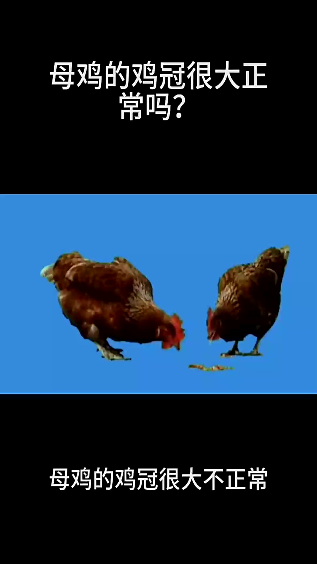 母鸡的鸡冠很大正常吗?母鸡鸡冠公鸡母鸡下蛋动物