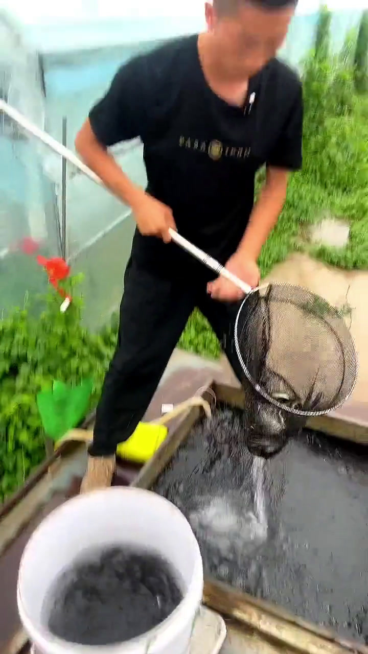 鲈鱼水产养殖技术