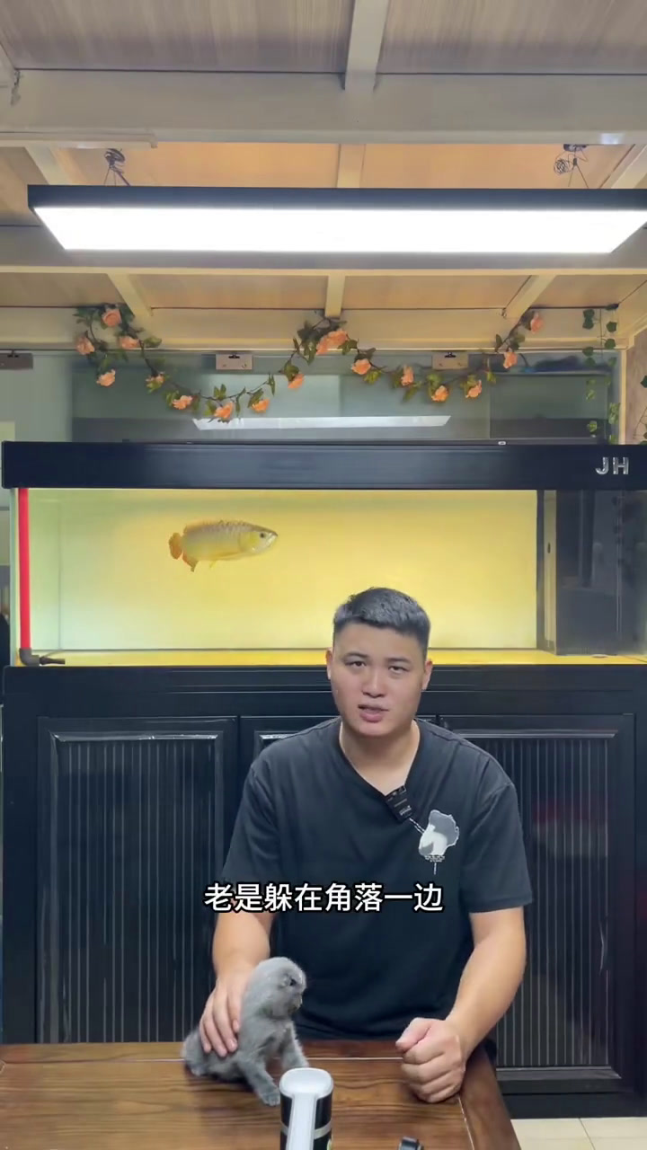 肠炎 观赏鱼 水族 龙鱼 虎鱼