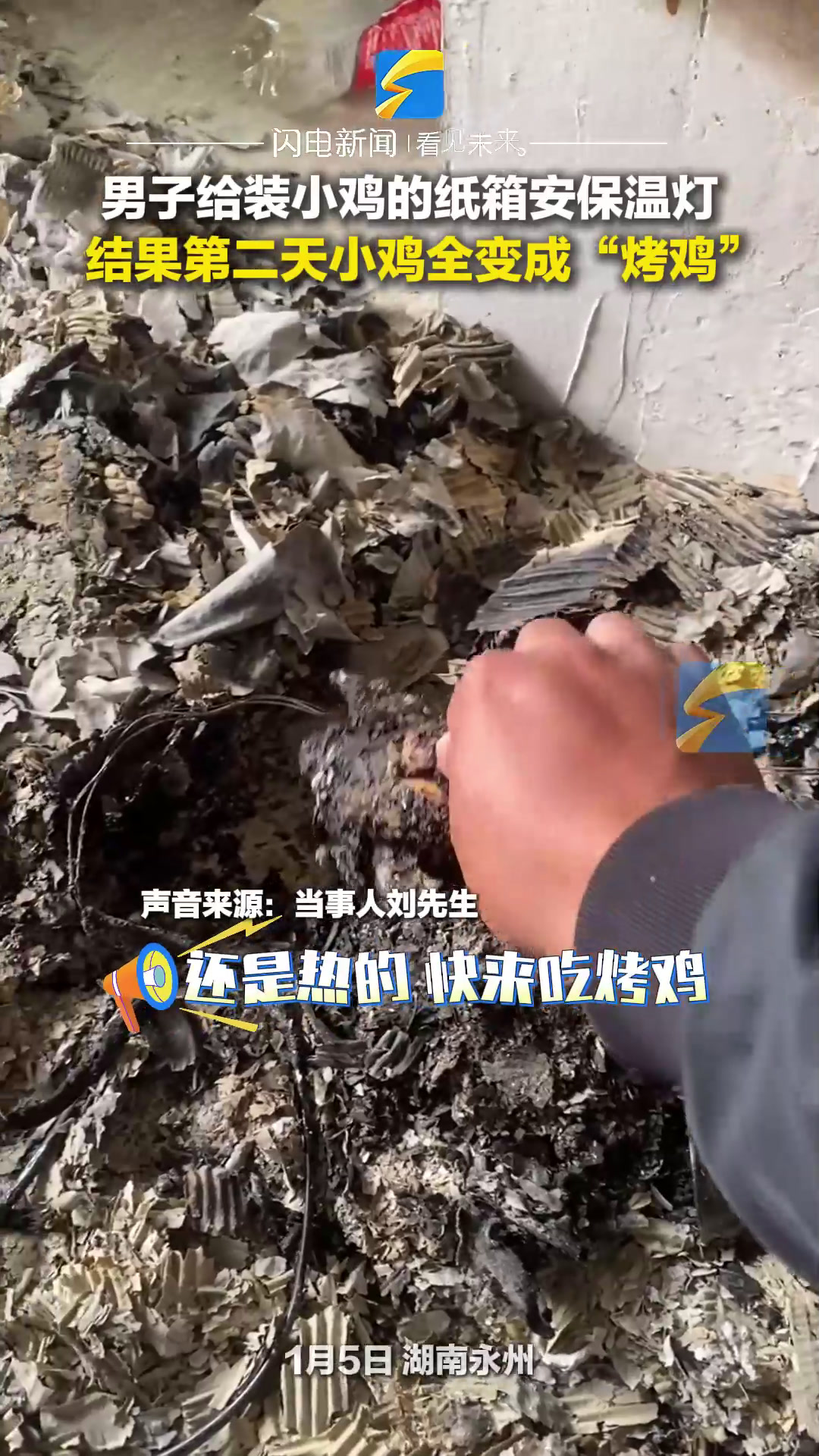 男子给装小鸡的纸箱安保温灯 结果第二天小鸡全变成“烤鸡”