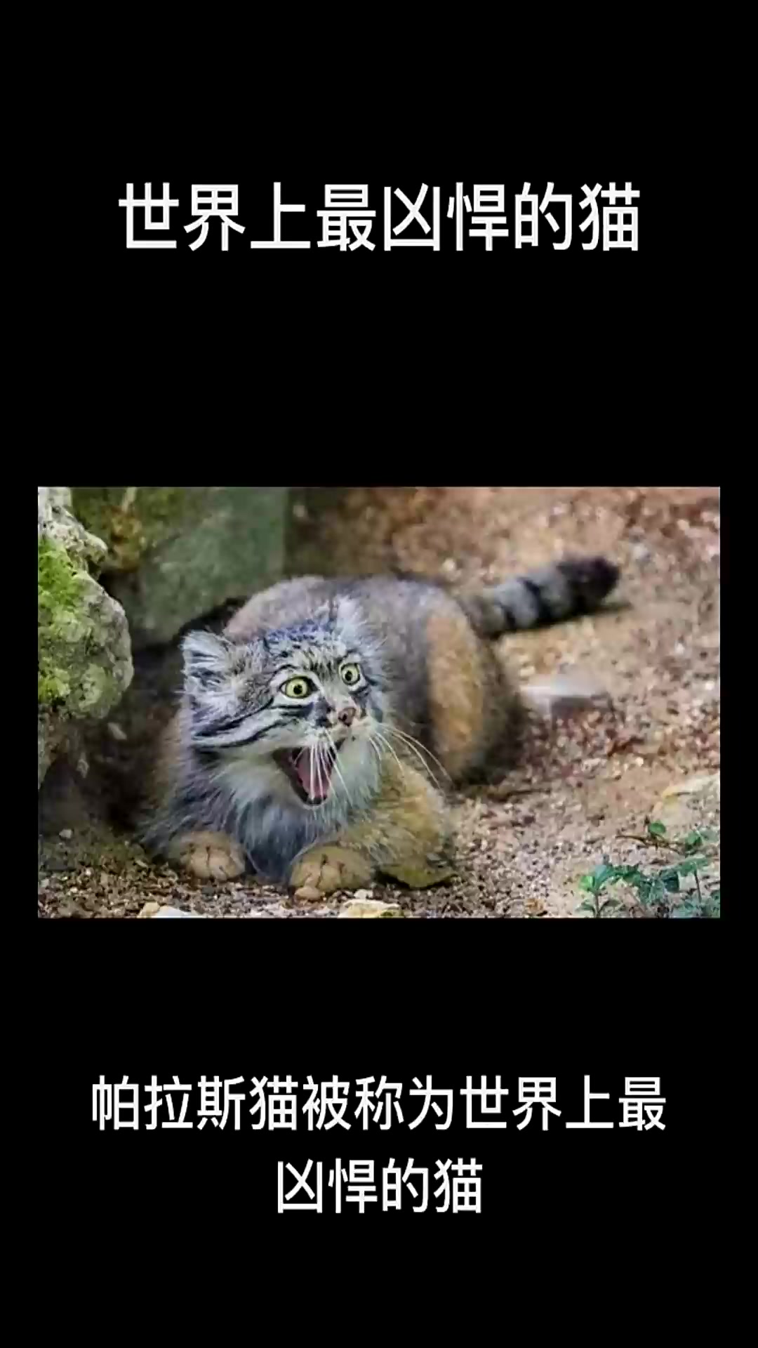 世界上最凶悍的猫猫猫咪动物世界