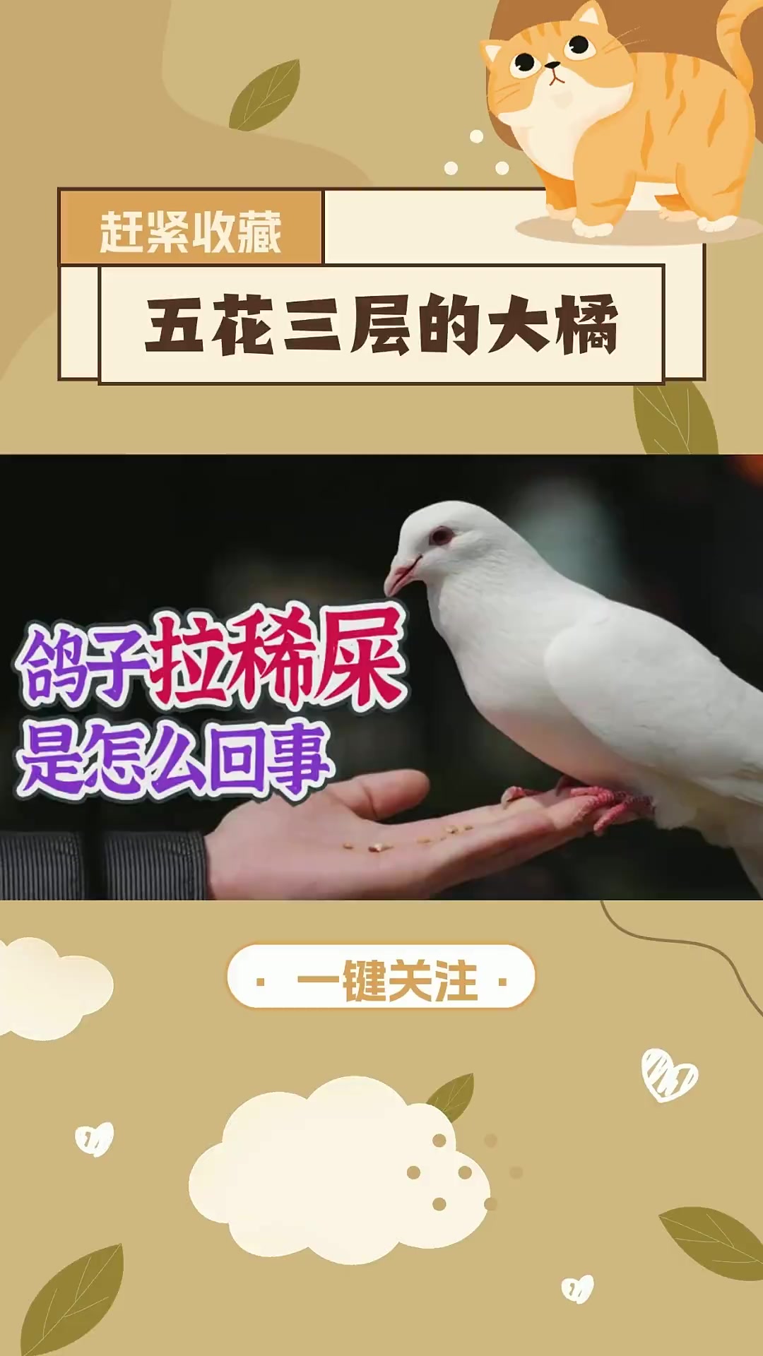 鸽子拉稀屎是怎么回事?