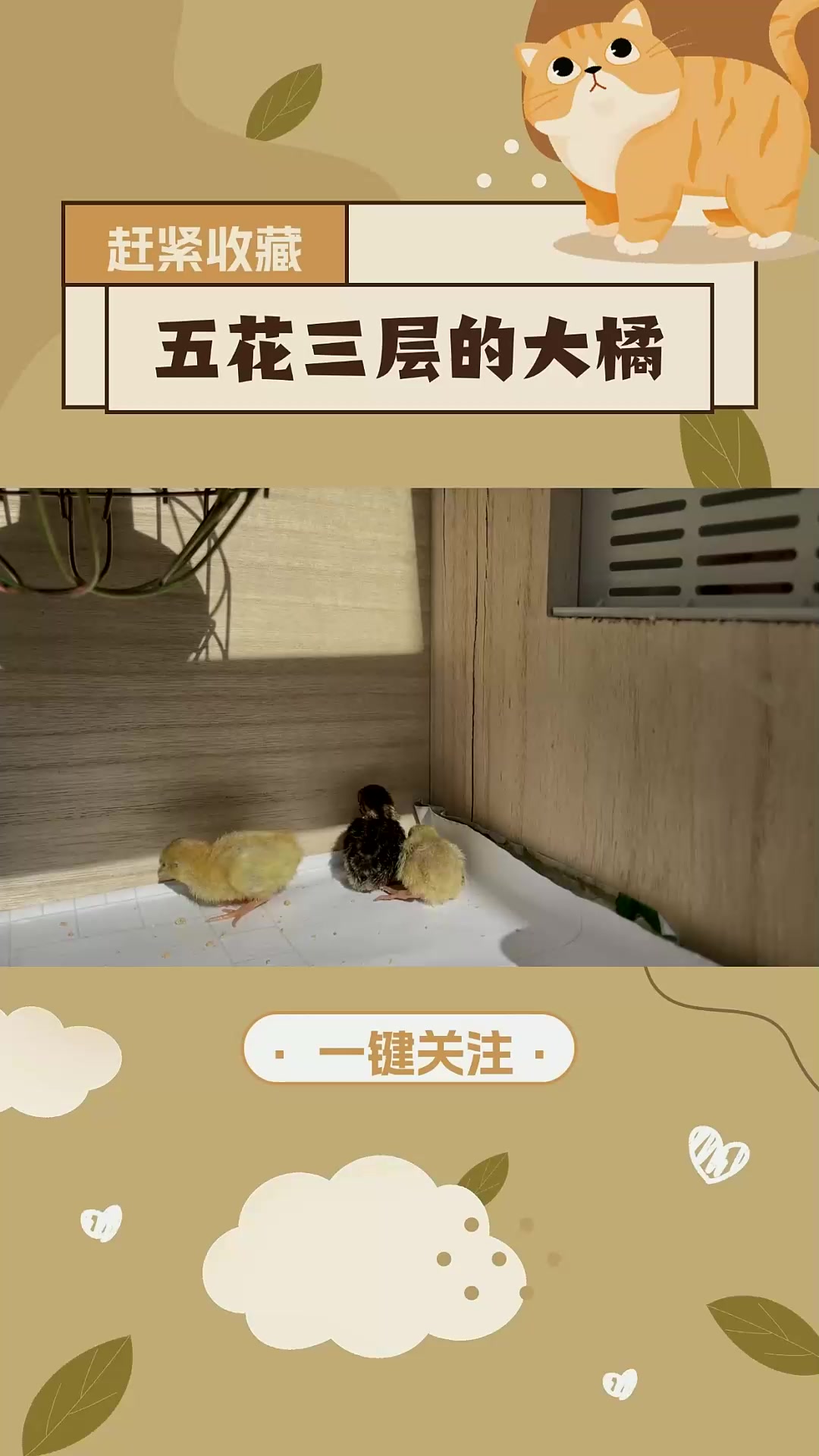 出壳三天的小鸡,奔跑速度如闪电