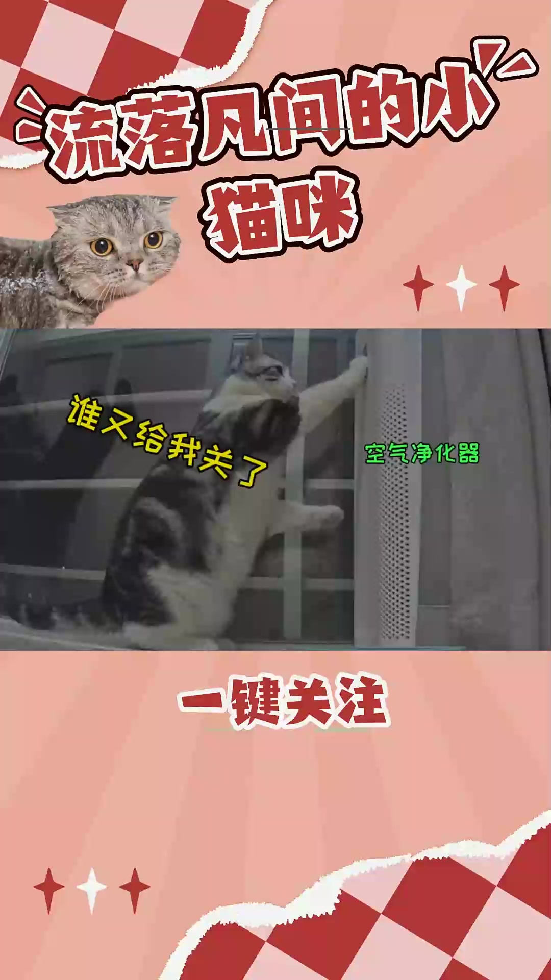 猫能多固执?空气净化器要一直开着,关了立马给你按开