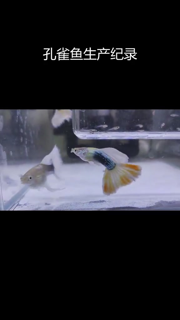 黄礼服大C孔雀鱼一个月后终于产仔