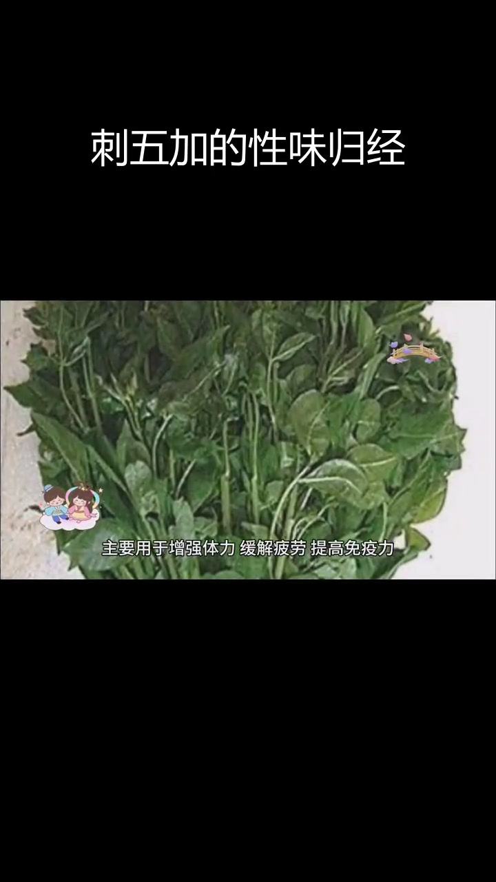 刺五加的药用功效与形态特征