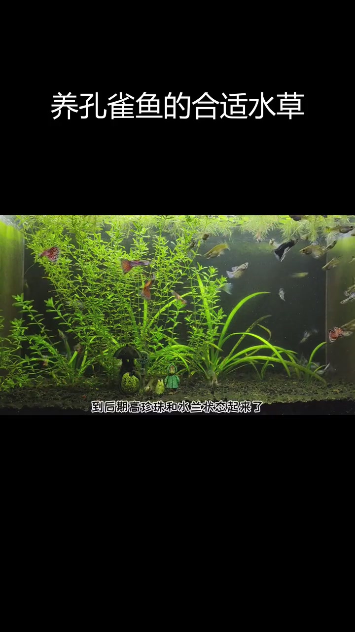 孔雀鱼适合哪些水草?