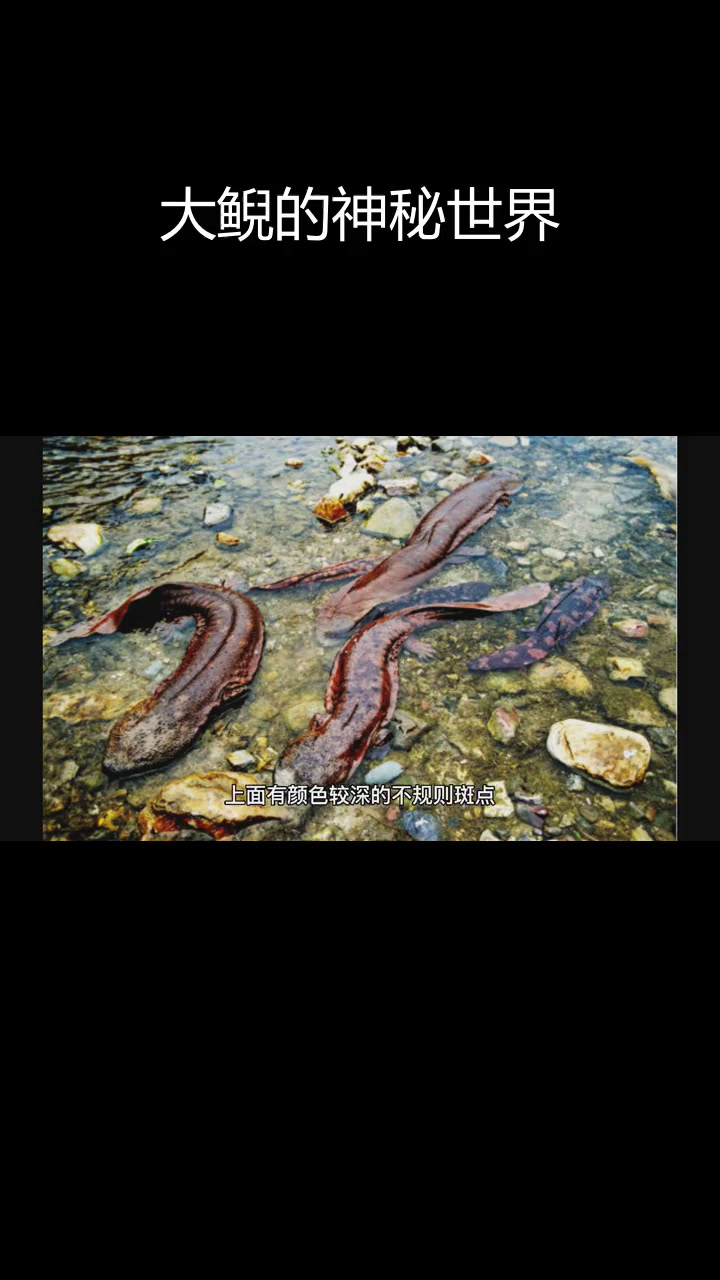 中国大鲵:珍稀两栖动物揭秘