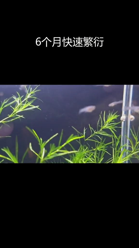 孔雀鱼户外缸繁殖速度惊人